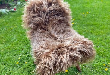 Caramel brown highland coo colour icelandic sheepskin rug on a chair