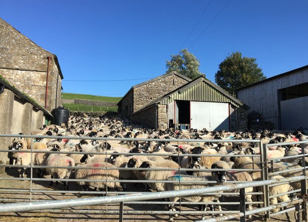 Sheep on farm