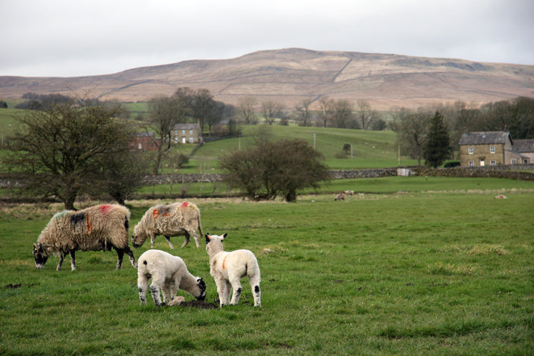 blog sheep dales